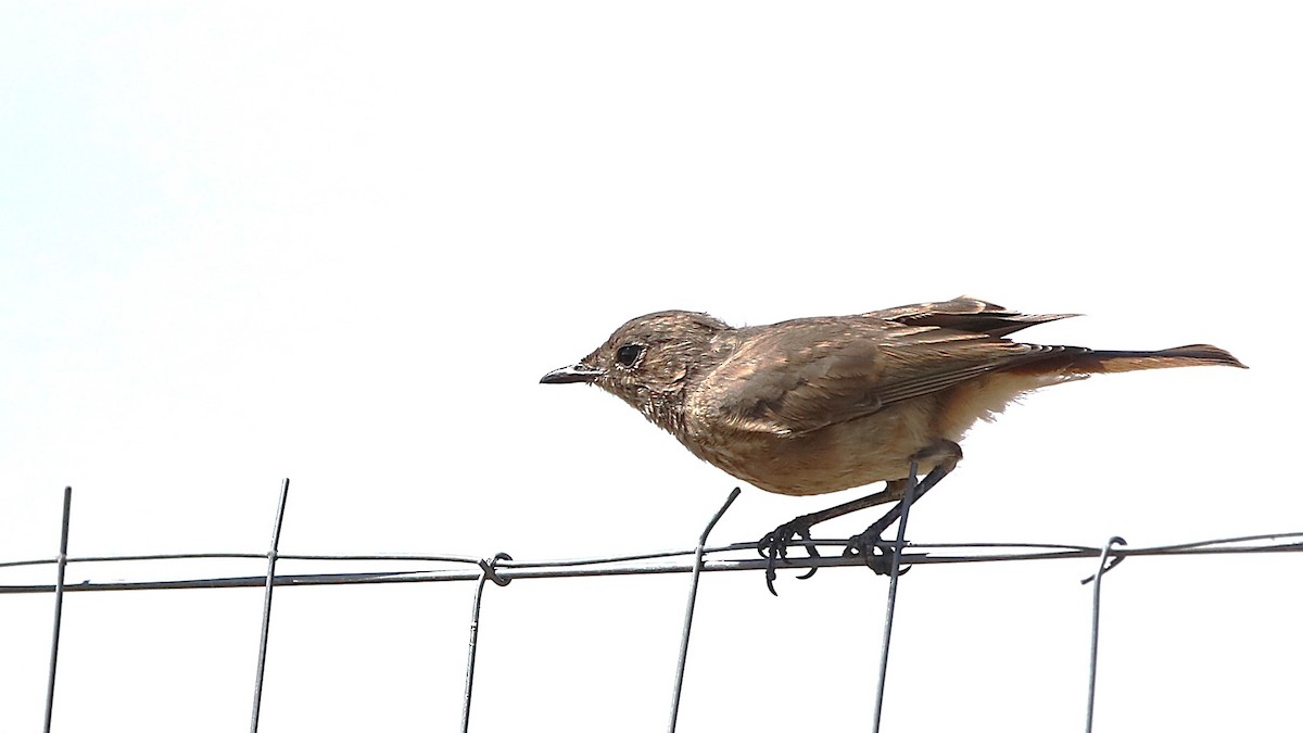 Familiar Chat - ML630362741