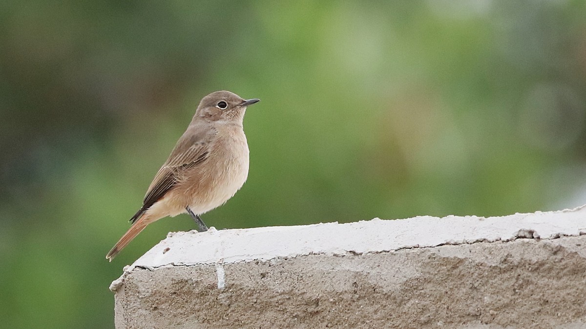 Familiar Chat - ML630362742