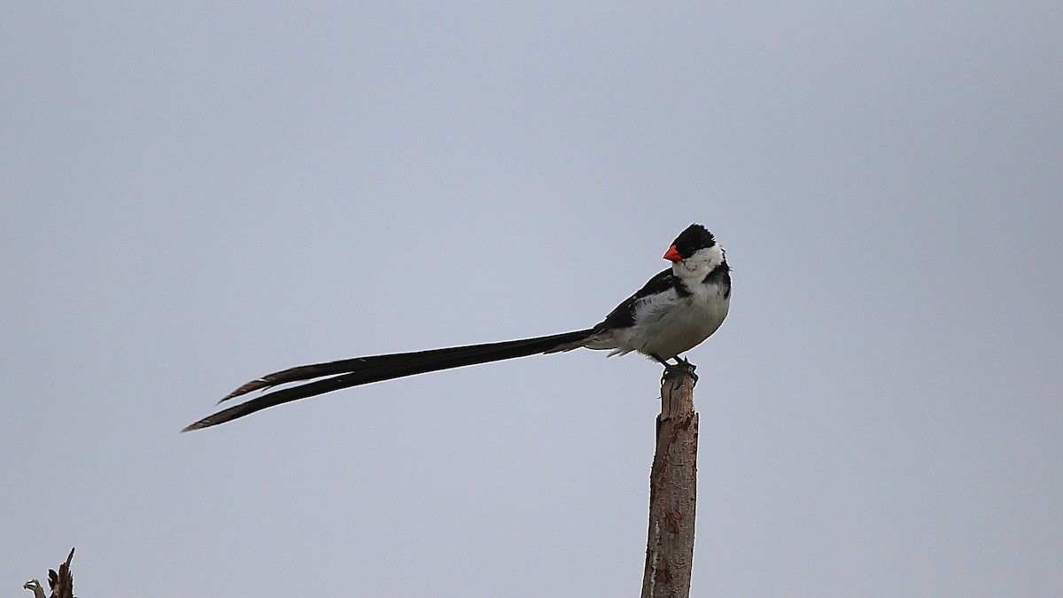 Pin-tailed Whydah - ML630362745