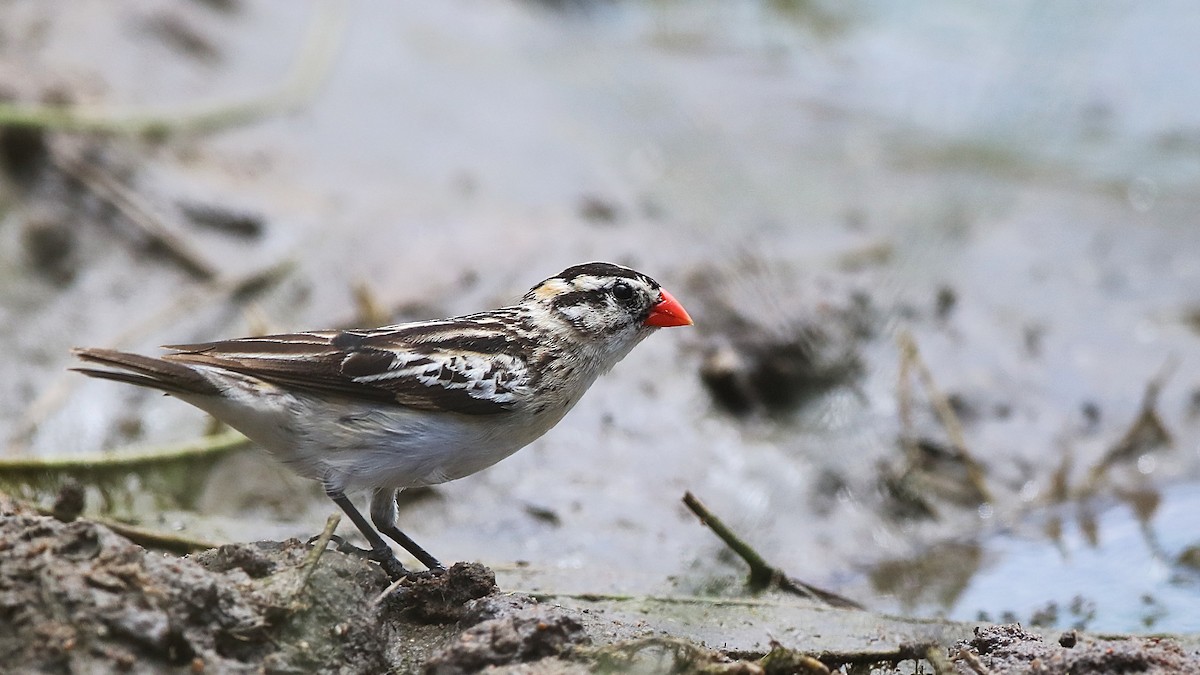 Pin-tailed Whydah - ML630362747