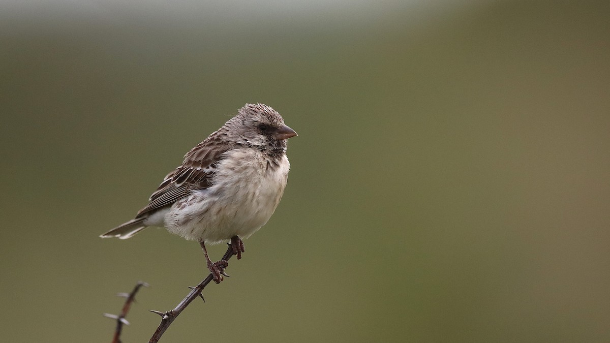 Black-throated Canary - ML630362764
