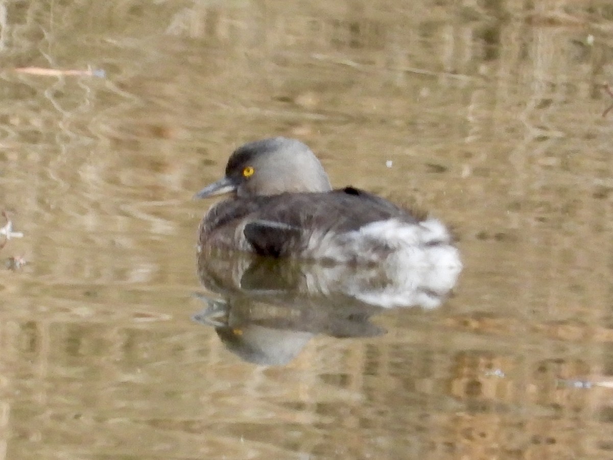 Least Grebe - ML630363161