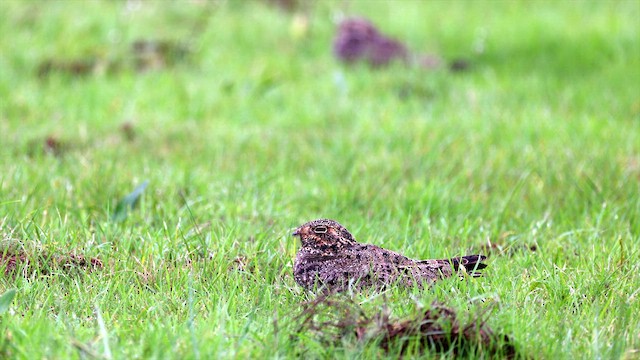 Nacunda Nighthawk - ML630363241