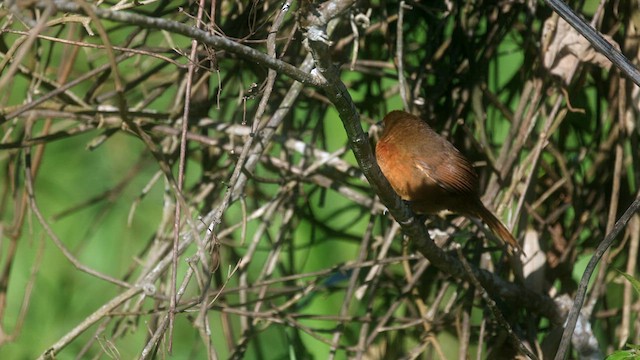 Orange-breasted Thornbird - ML630363300