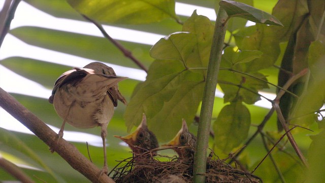 Pale-breasted Thrush - ML630363328