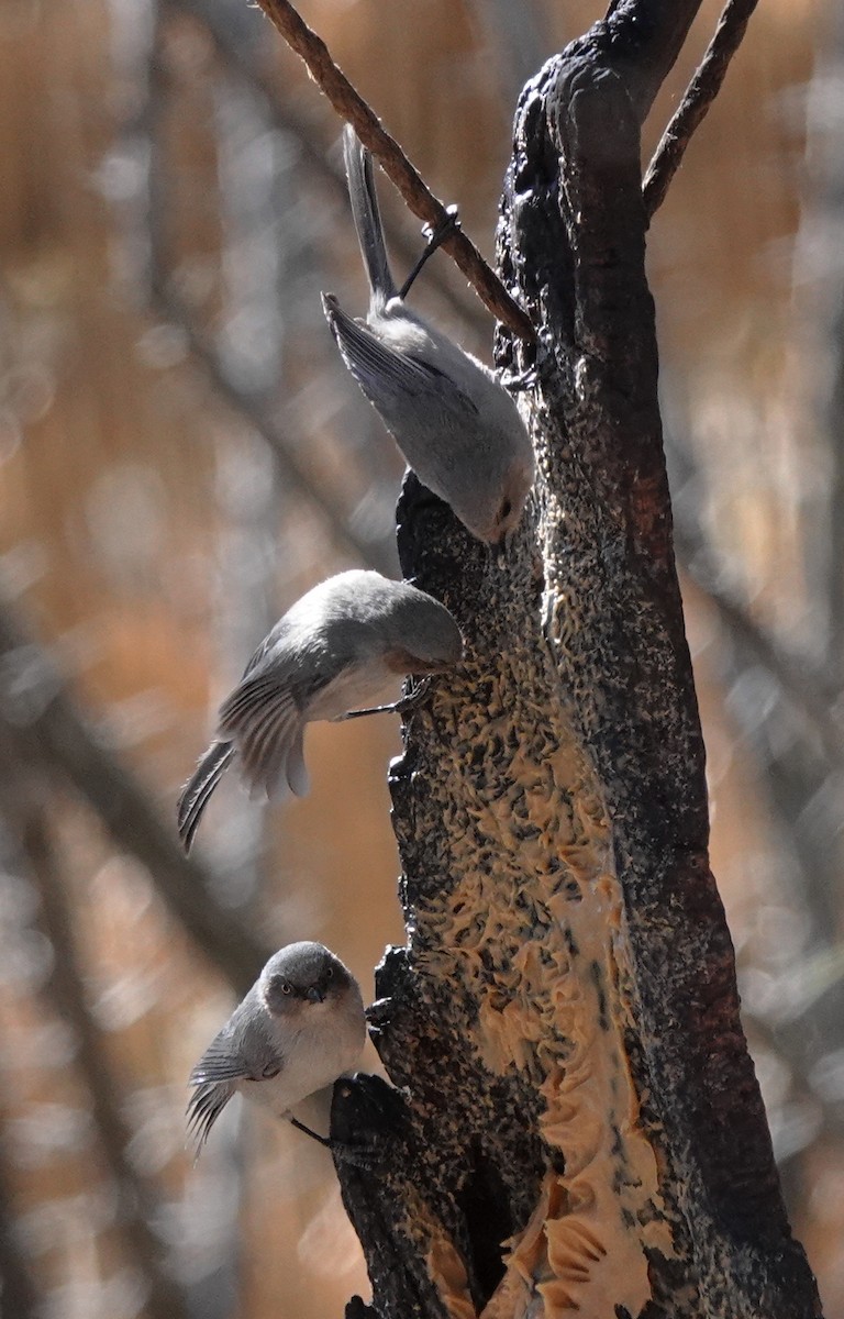 Bushtit - ML630363837