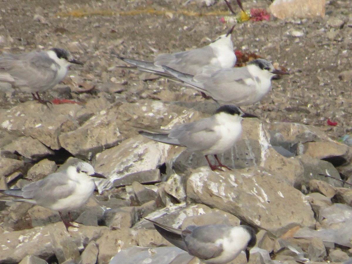 Белощёкая крачка - ML630363877