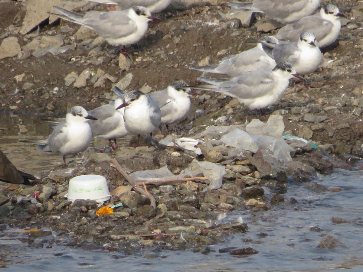 Белощёкая крачка - ML630363878