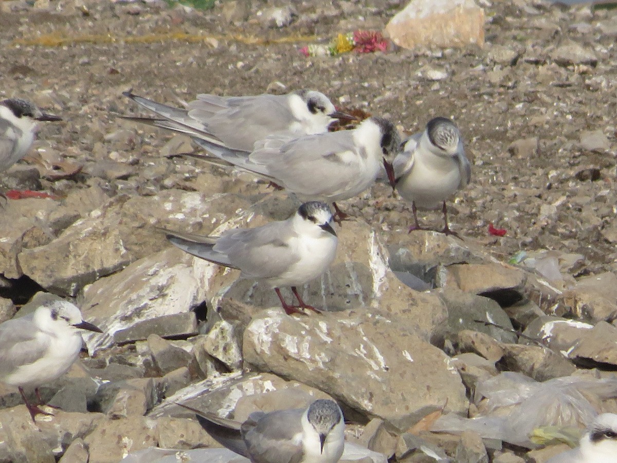 Белощёкая крачка - ML630363879