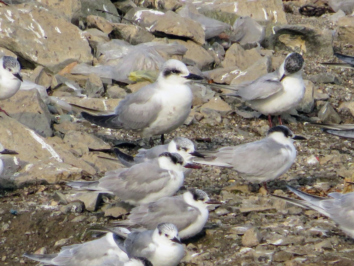 Чайконосая крачка - ML630363898