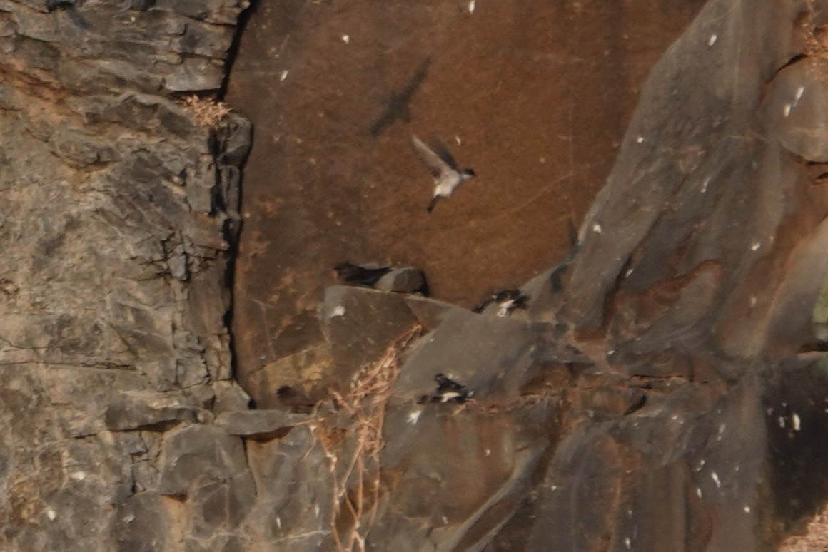 Western House-Martin - ML630363928