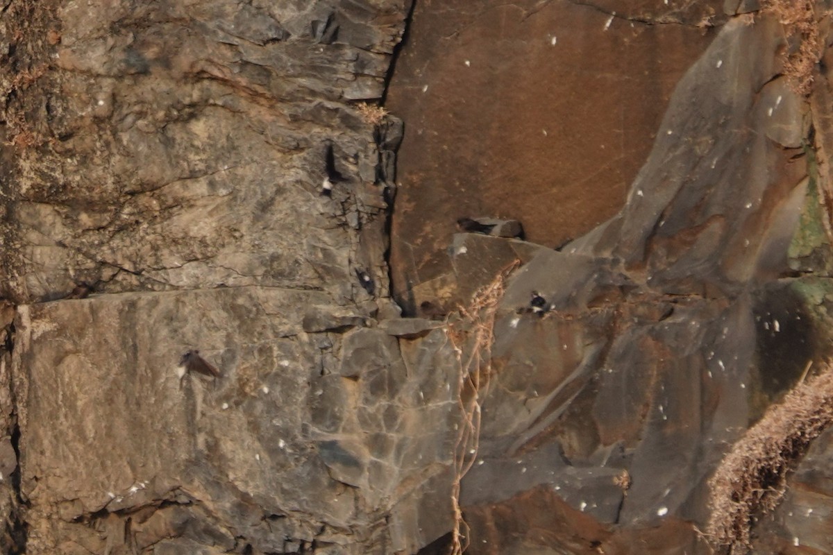 Western House-Martin - ML630363929