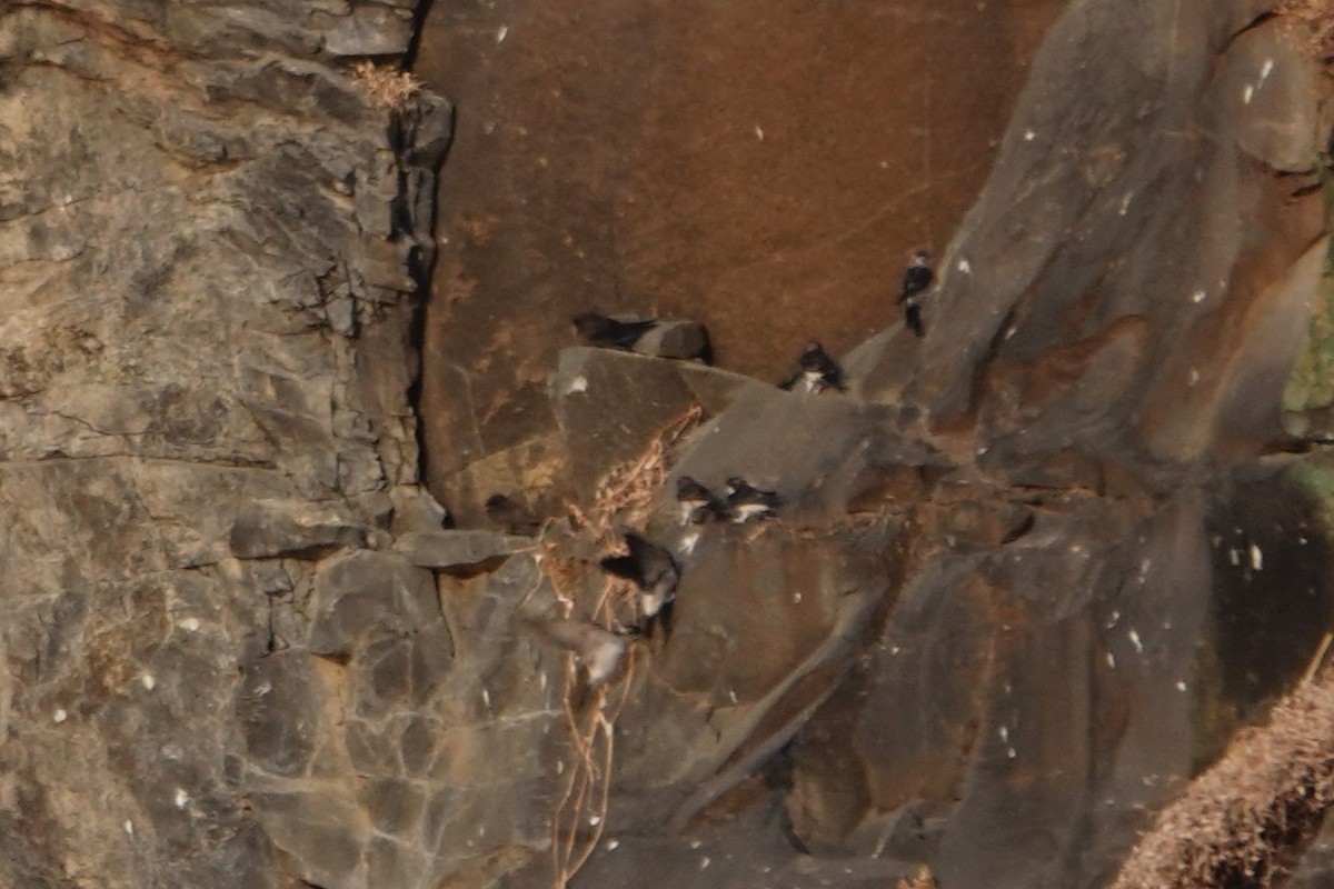 Western House-Martin - ML630363930