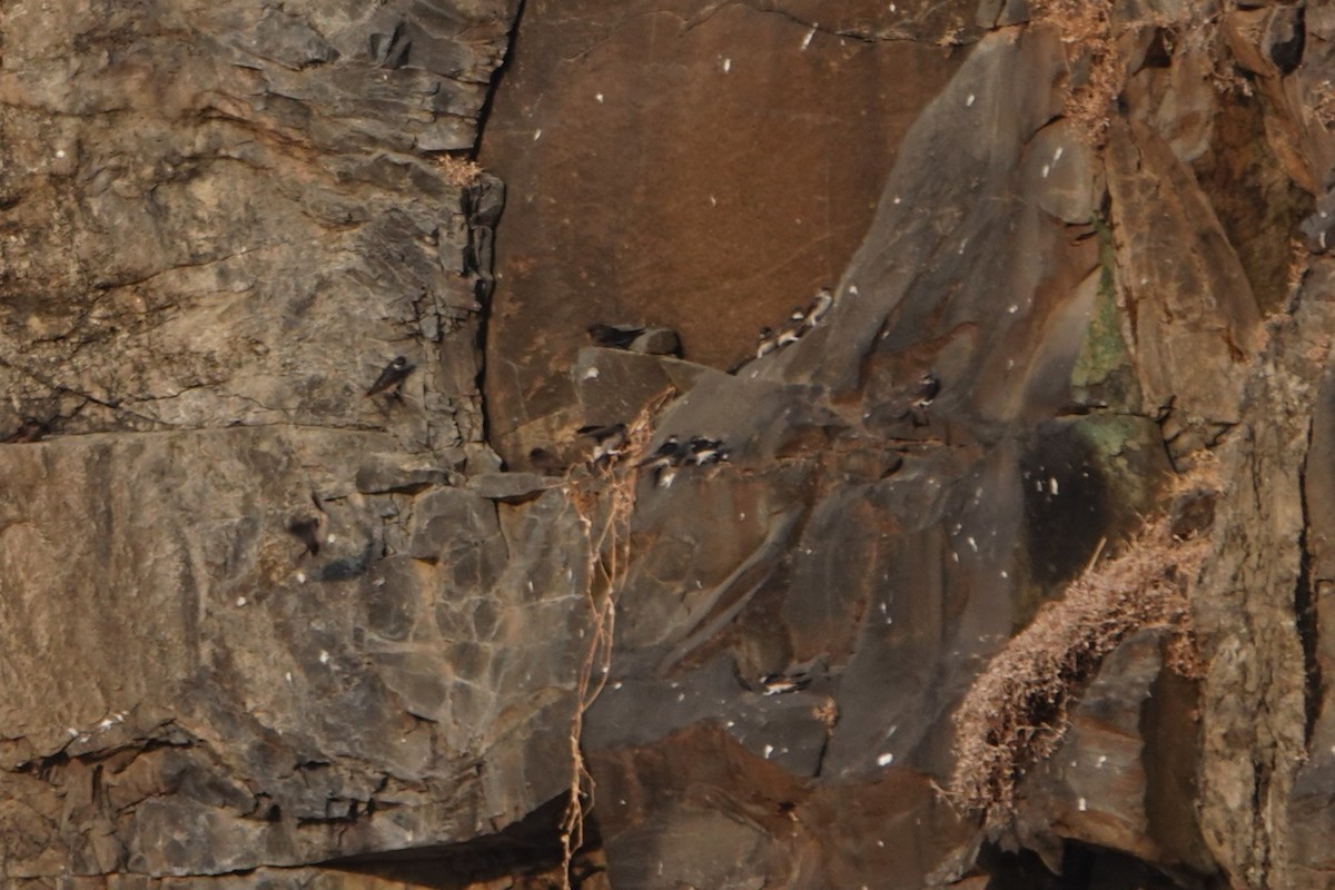 Western House-Martin - ML630363931