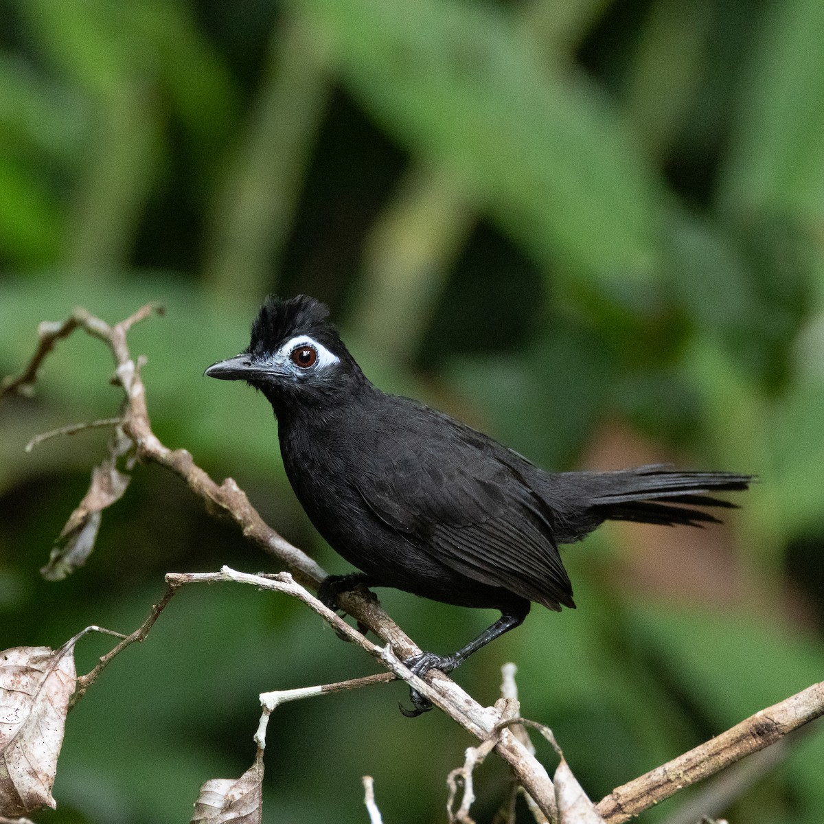 Sooty Antbird - ML630363942