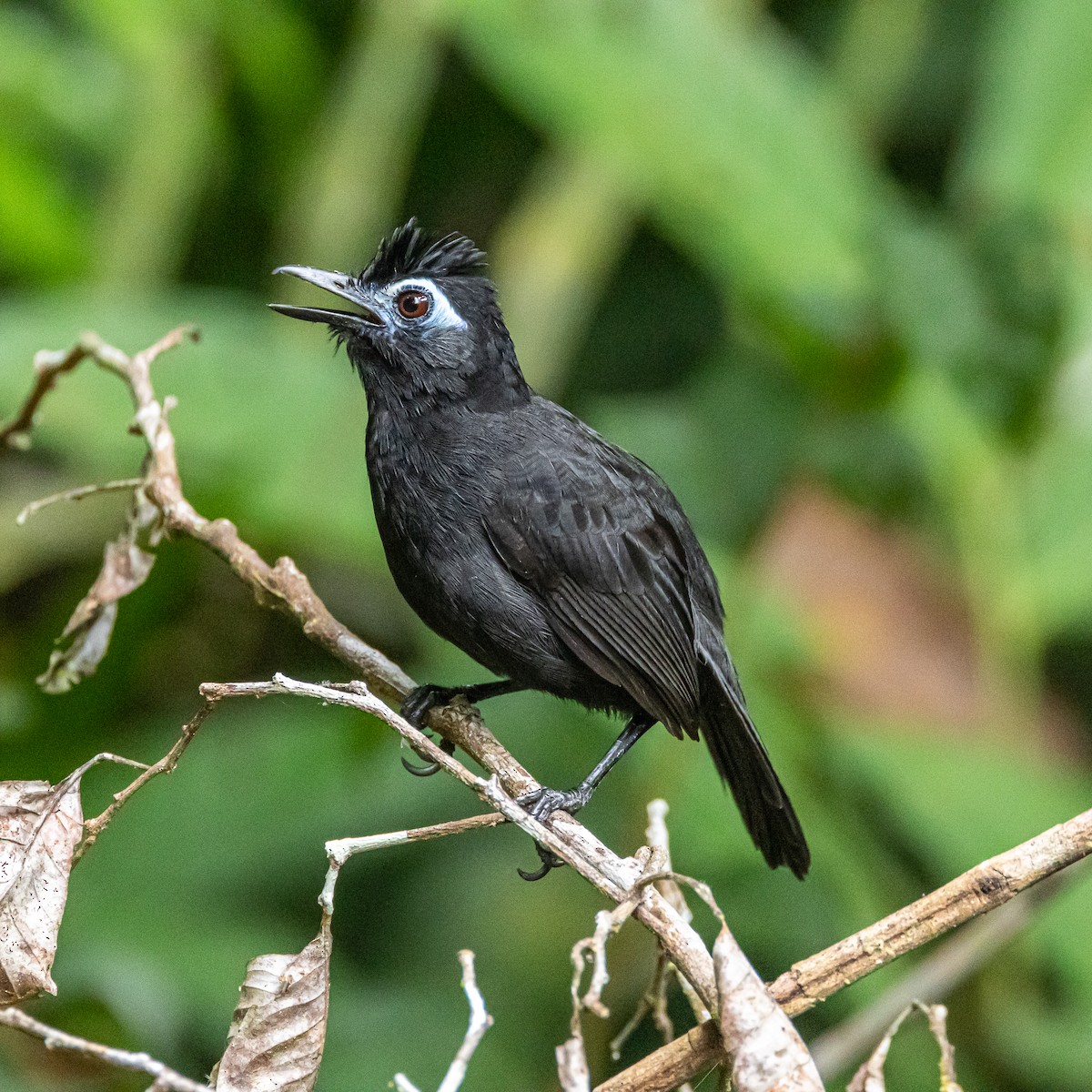 Sooty Antbird - ML630363943