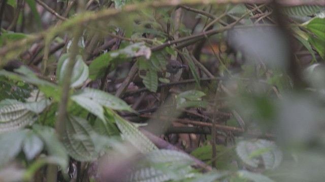 Lisu Wren-Babbler (undescribed form) - ML630363944