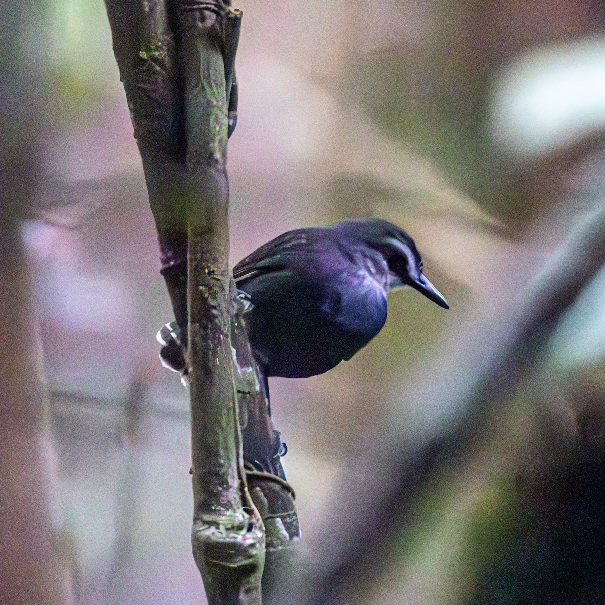 White-throated Antbird - ML630363984