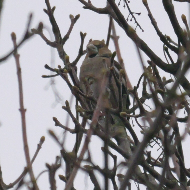 Банхар булжуухай - ML630364078