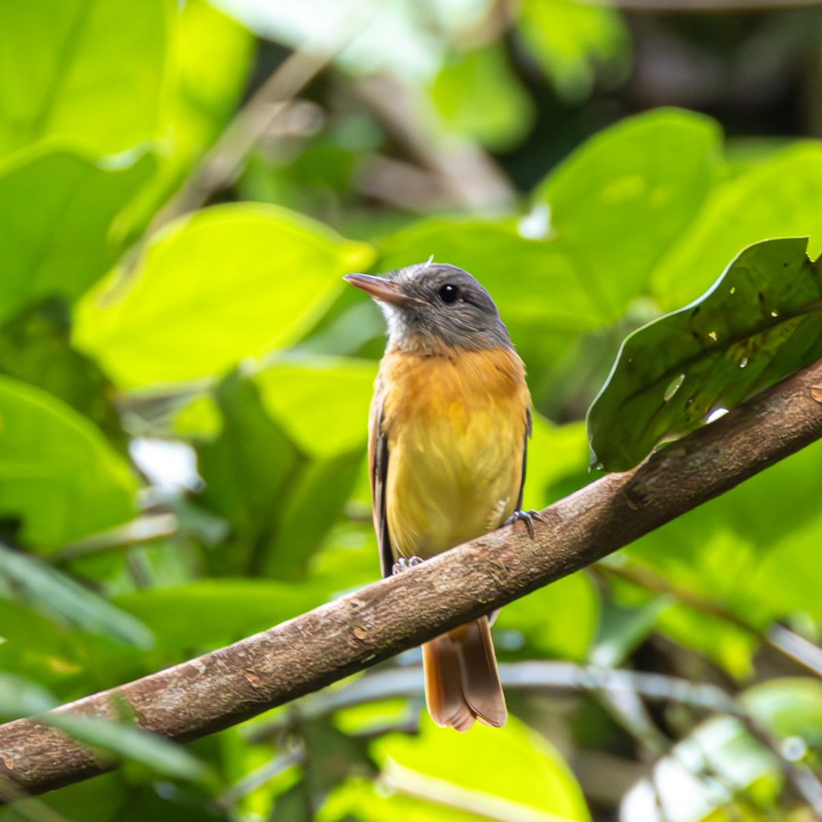 Citron-bellied Attila - ML630364136