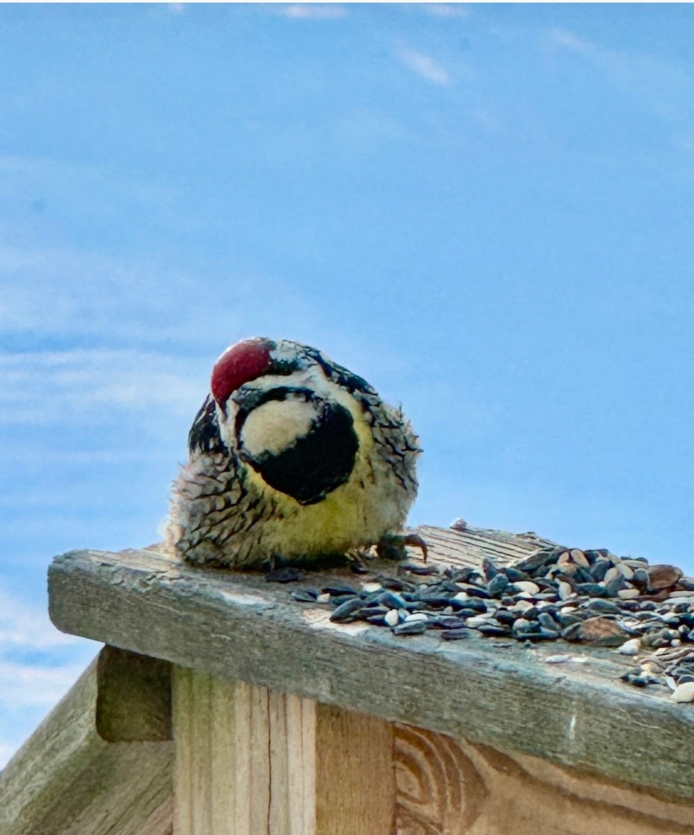 Pic maculé - ML630364297