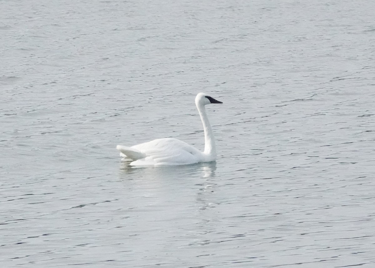 Trumpeter Swan - ML630364386