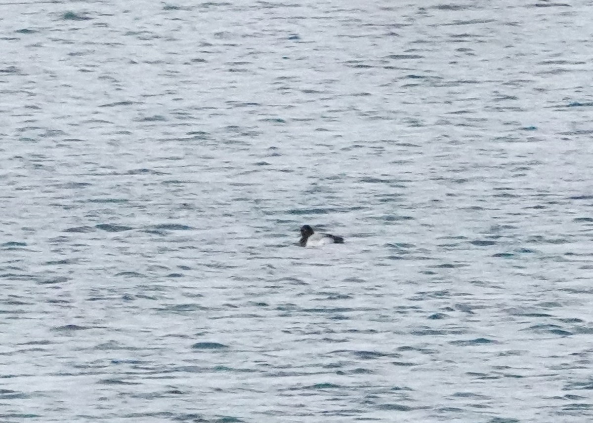 Moretta grigia - ML630364403