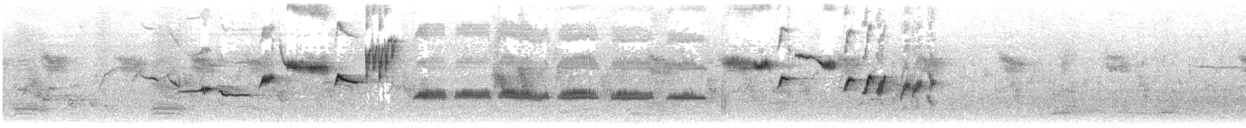 White-bellied Sholakili - ML630364543