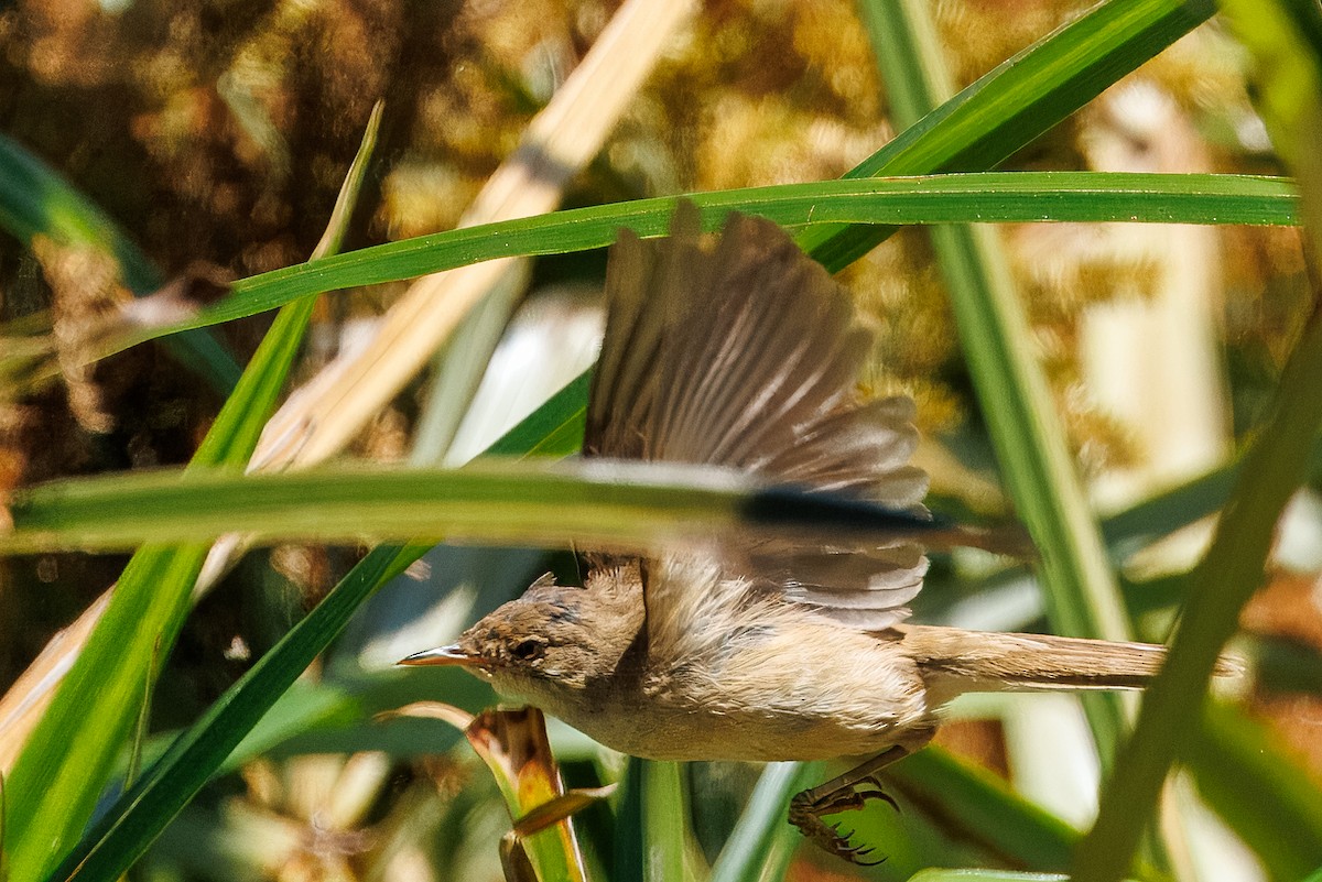 Очеретянка ставкова [група baeticatus] - ML630364642