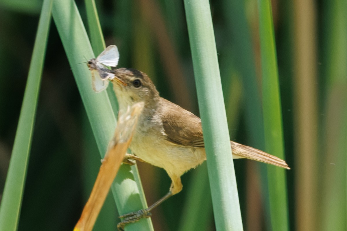 Очеретянка ставкова [група baeticatus] - ML630364696
