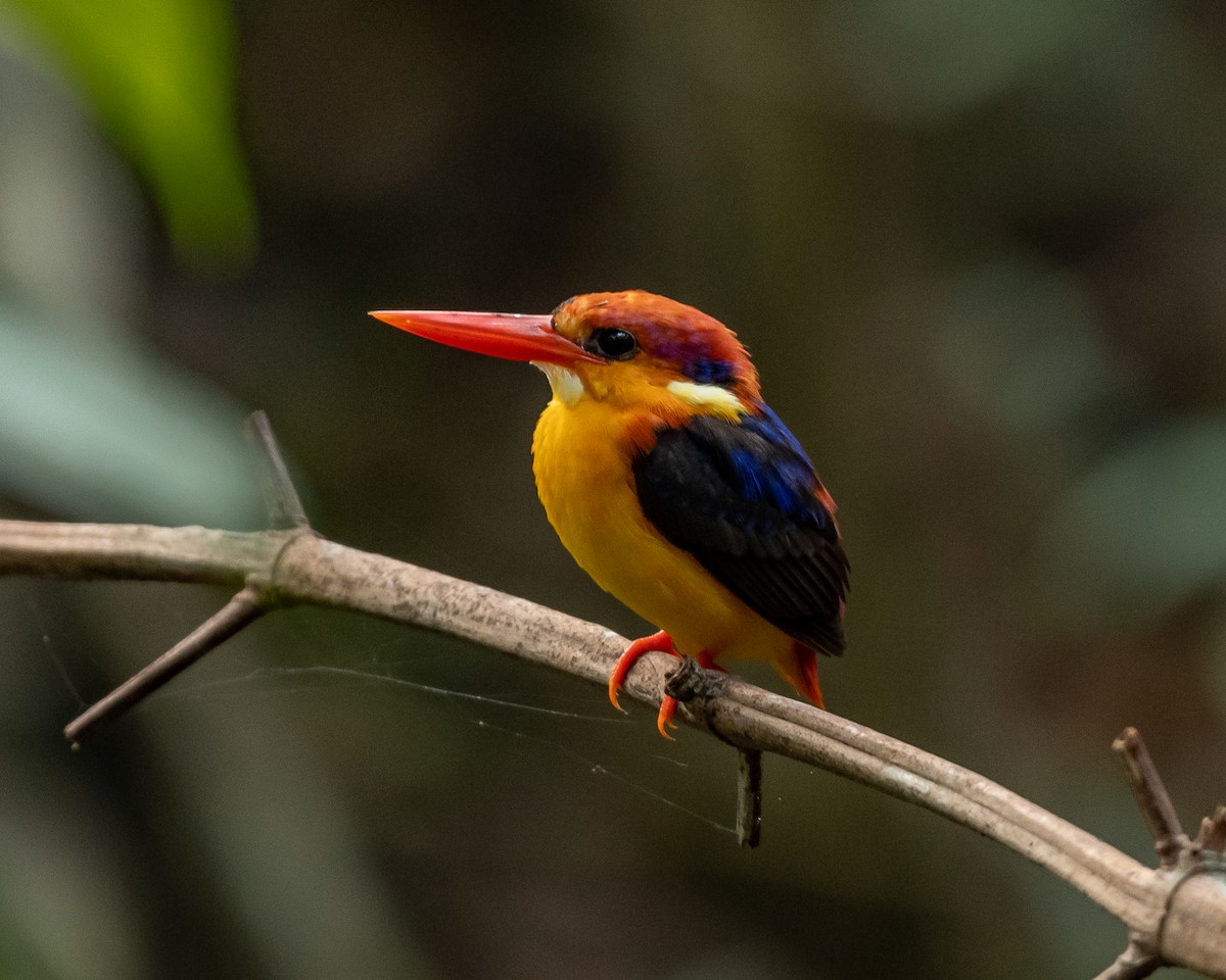 Black-backed Dwarf-Kingfisher - ML630365218