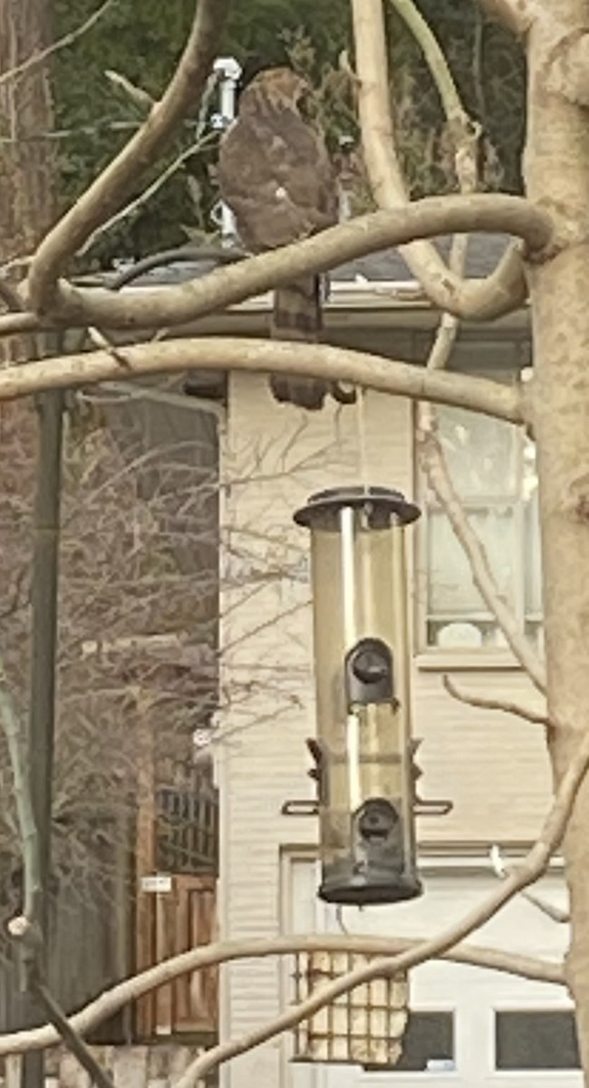 Sharp-shinned Hawk - ML630365666