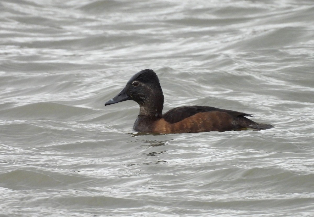 Ring-necked Duck - ML630365768