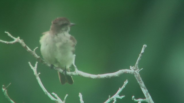 Dusky-capped Flycatcher - ML630365881