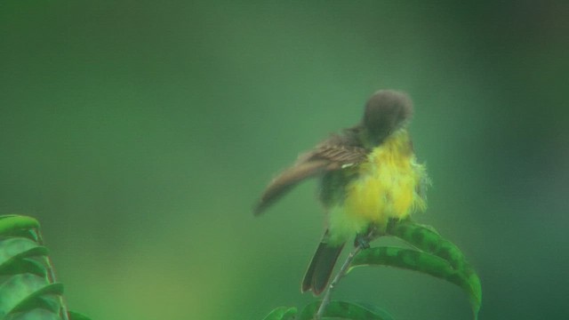 Dusky-chested Flycatcher - ML630365892