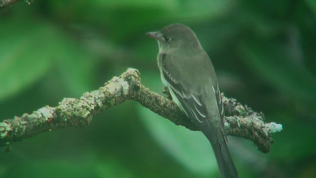 Eastern Wood-Pewee - ML630365936