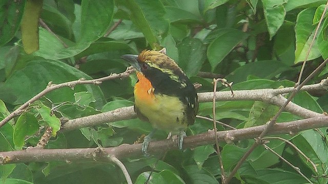 Gilded Barbet - ML630365945