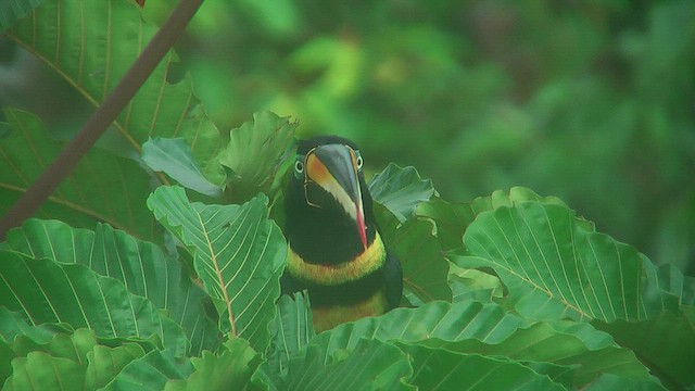 Many-banded Aracari - ML630366004