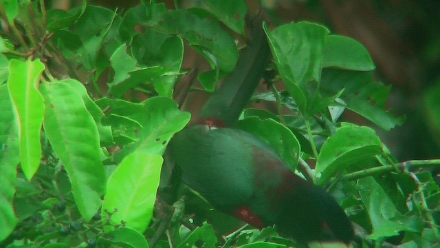 arassari bledozobý - ML630366033