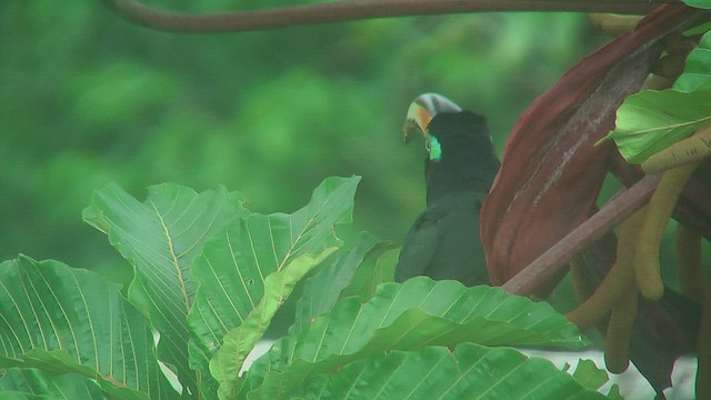 Many-banded Aracari - ML630366052