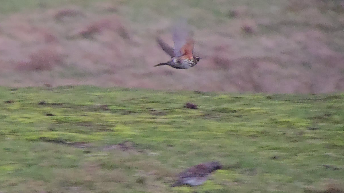 Redwing - ML630366098