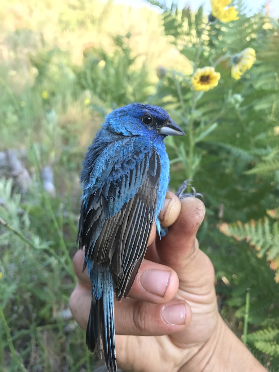 Indigo Bunting - ML63036611