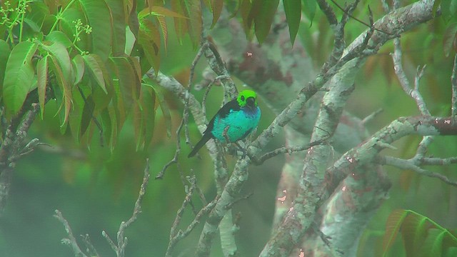 Paradise Tanager - ML630366138
