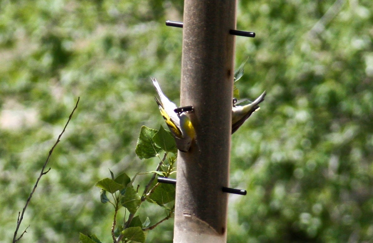 Lawrence's Goldfinch - ML630366145