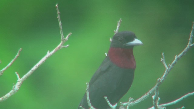 マエカケカザリドリ - ML630366261