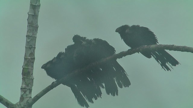 Smooth-billed Ani - ML630366279