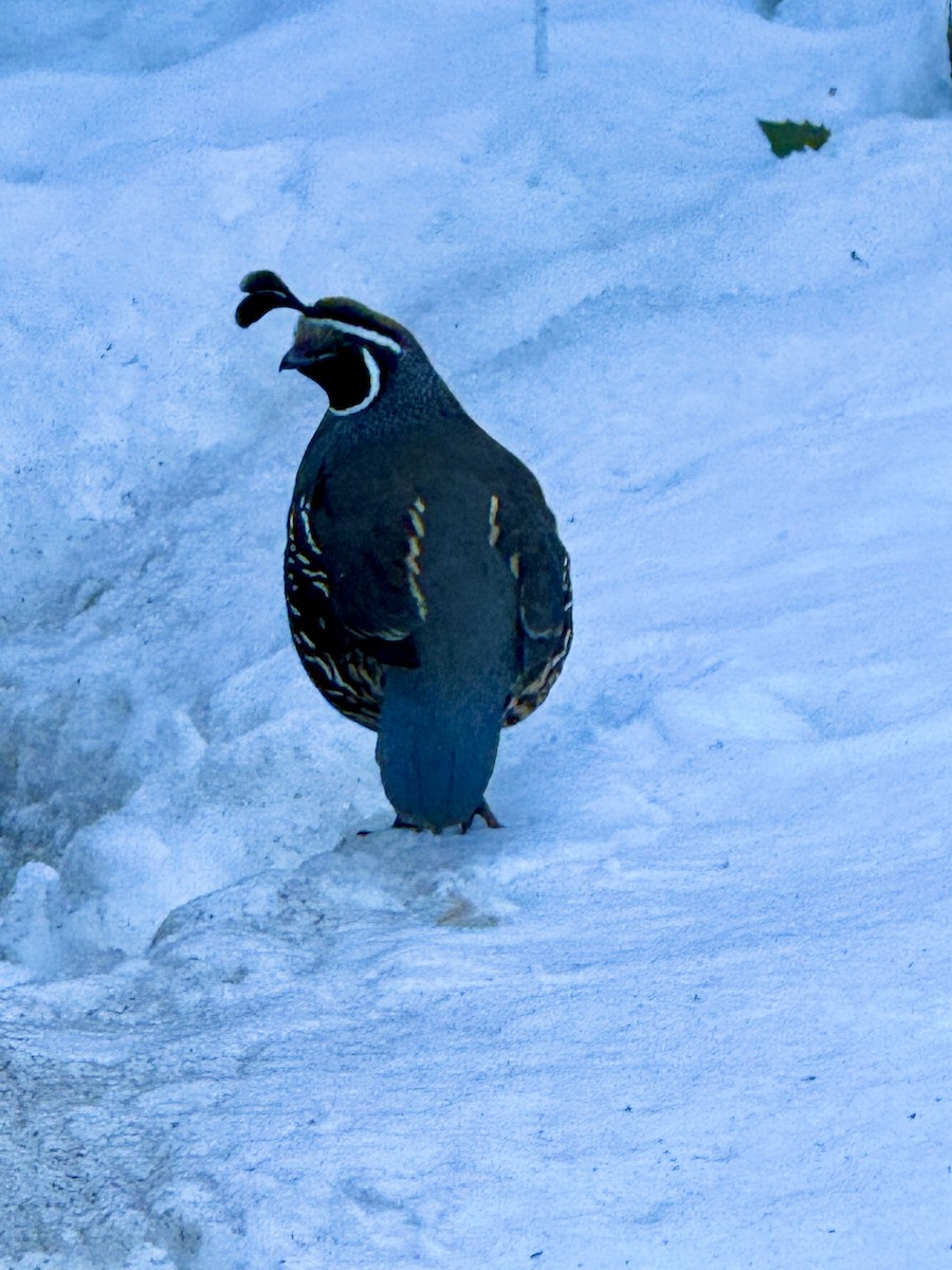 California Quail - ML630366282
