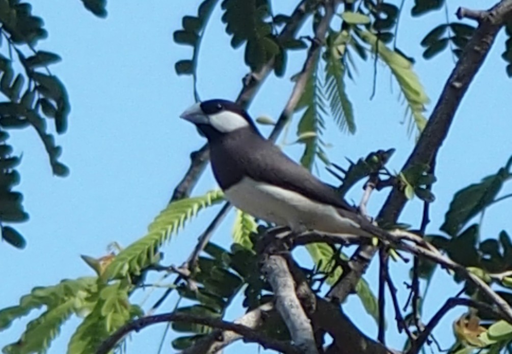 Timor Sparrow - ML630366301