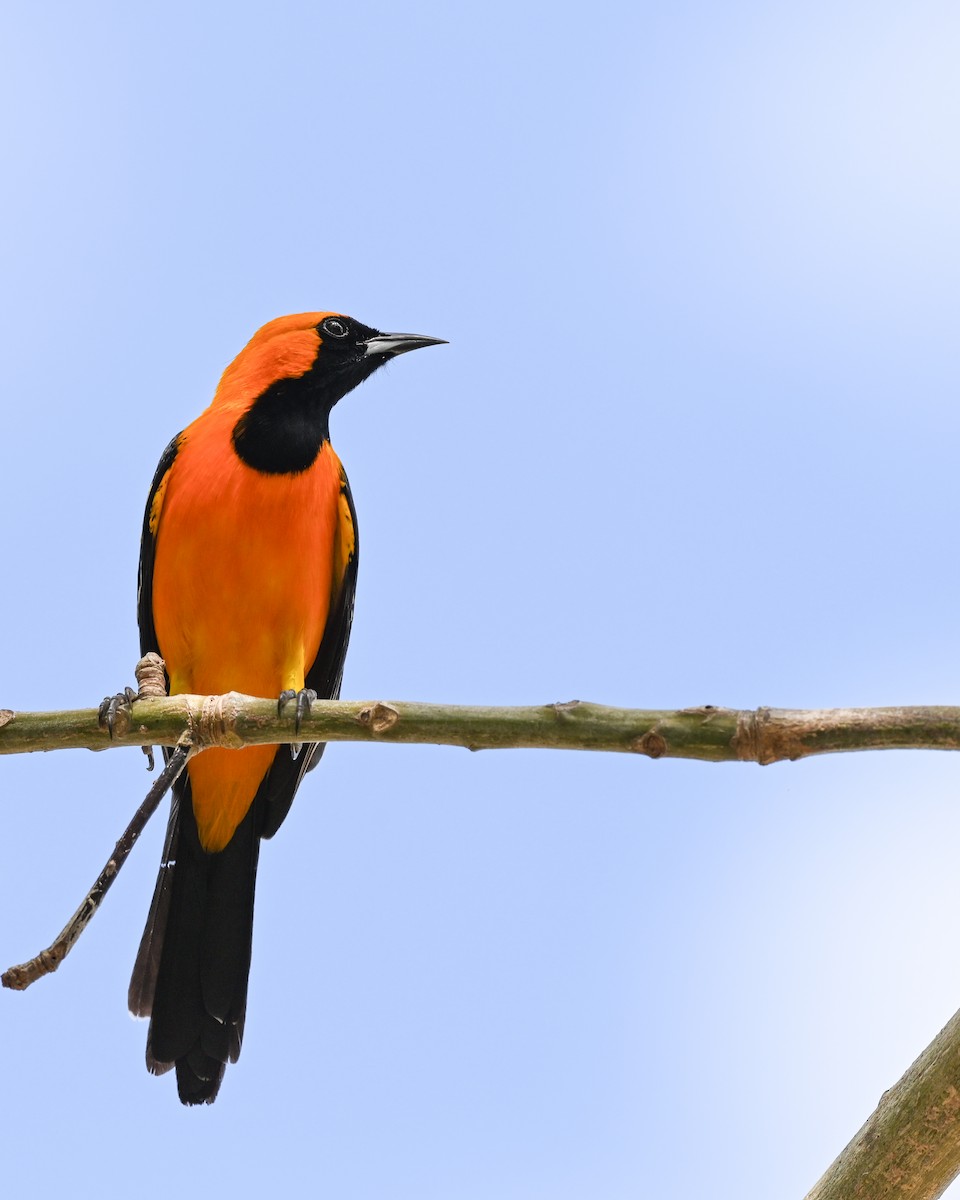 Hooded Oriole (igneus) - ML630366406
