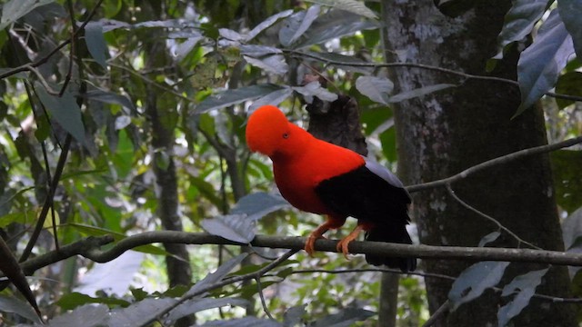 Andean Cock-of-the-rock - ML630366410
